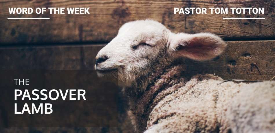 The Passover Lamb